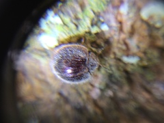 Insecta
