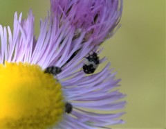 Anthrenus isabellinus