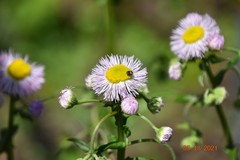 Anthrenus isabellinus