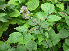 Clematis heracleifolia