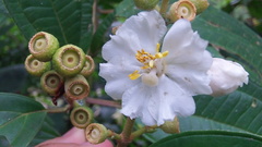Miconia subhirsuta