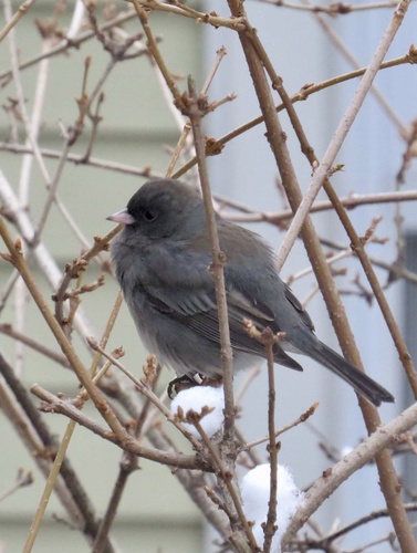 Dark-eyed Junco photographed in New Jersey