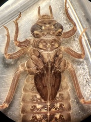 Hylogomphus parvidens