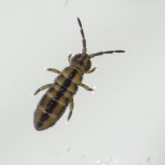 Isotomurus tricolor