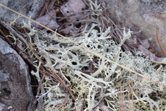 Cladonia boryi
