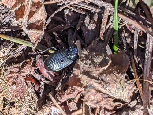 Rain Beetle photo 4
