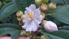 Miconia subhirsuta