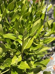 Tricalysia capensis galpinii