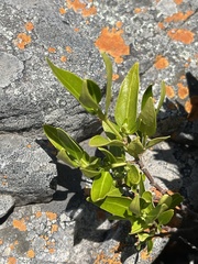 Tricalysia capensis galpinii