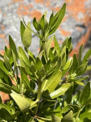 Tricalysia capensis galpinii
