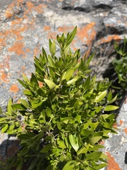 Tricalysia capensis galpinii