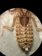 Hylogomphus parvidens