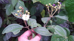 Miconia subhirsuta
