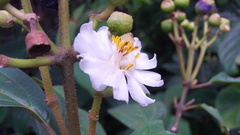 Miconia subhirsuta