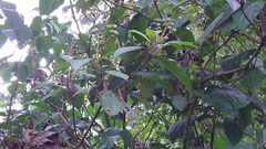 Miconia subhirsuta