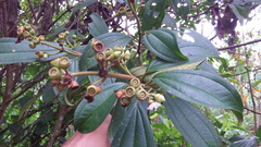 Miconia subhirsuta