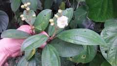 Miconia subhirsuta