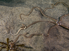 Amphiodia psara