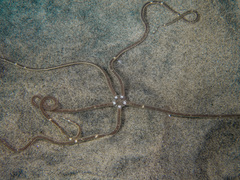 Amphiodia psara