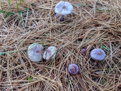 Inocybe pallidicremea