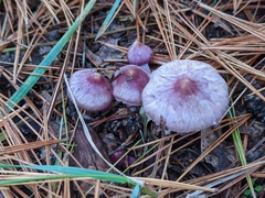 Inocybe pallidicremea