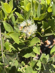 Syzygium legatii