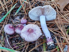 Inocybe pallidicremea