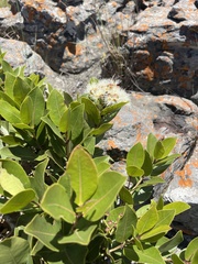 Syzygium legatii
