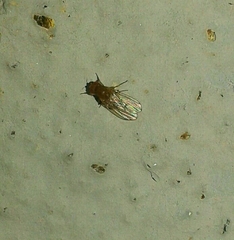 Drosophila immigrans