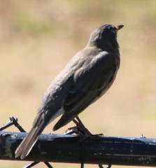 Turdus migratorius
