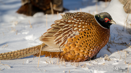 Ring-necked Pheasant, photo 10 of 10