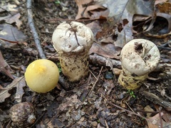 Lycoperdon flavotinctum