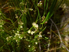 Platysace heterophylla heterophylla