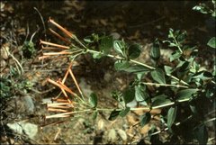 Bouvardia ternifolia