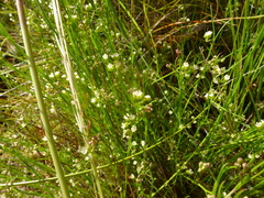 Platysace heterophylla heterophylla