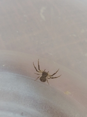 Misumenoides athleticus