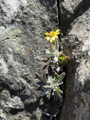 Senecio hederiformis