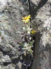 Senecio hederiformis