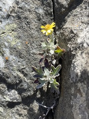 Senecio hederiformis