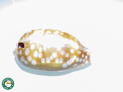 Macrocypraea zebra
