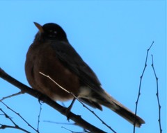 Turdus migratorius