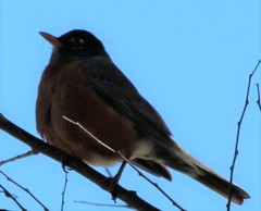 Turdus migratorius