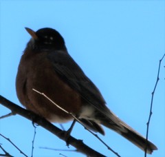 Turdus migratorius