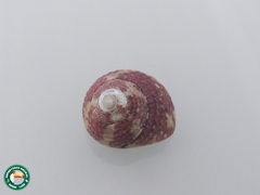 Agathistoma viridulum