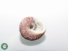 Agathistoma viridulum