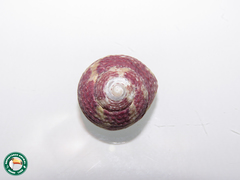 Agathistoma viridulum