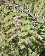 Mimosa asperata