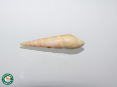 Mollusca
