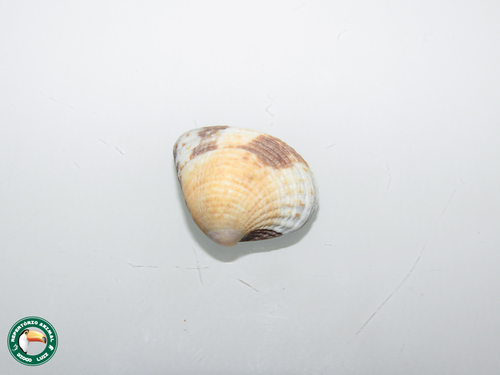 Leukoma subrostrata