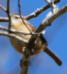 Thryothorus ludovicianus